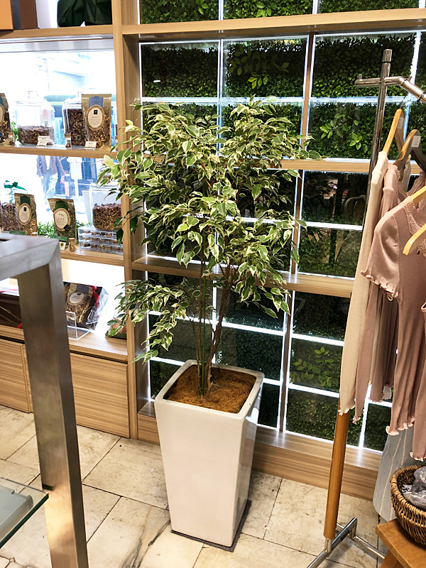 レンタル設置例-お店の観葉植物レンタル