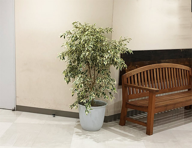レンタル設置例-休憩所・待合室などに植物を設置した例